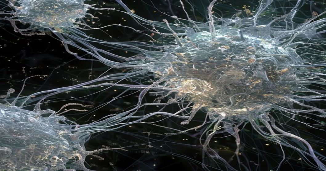 The Protein Folding Supercomputer: How DeepMind Orchestrated Thousands of GPUs to Crack Biology's Greatest Puzzle